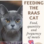 Feeding the Raas cat: food, quantity and frequency of meals