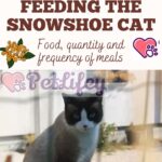 Feeding-the-Snowshoe-Cat-food-quantity-and-frequency-of-meals-1a