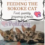 Feeding the Sokoke Cat: food, quantity, frequency of meals