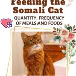 Feeding-the-Somali-Cat-quantity-frequency-of-meals-and-foods-1a