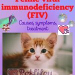 Feline viral immunodeficiency (FIV): causes, symptoms, treatment
