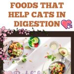 Foods that help cats in digestion