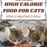High calorie food for cats: what is important to know