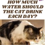 How-much-water-should-the-cat-drink-each-day-1a
