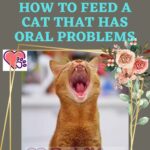 How to feed a Cat that has Oral Problems