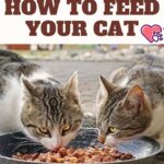 How-to-feed-your-cat-1a