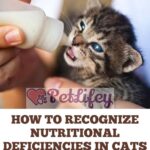 How to recognize nutritional deficiencies in cats: symptoms and remedies