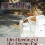 Ideal feeding of the Aegean Cat: food, quantity, frequency of meals
