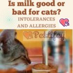 Is milk good or bad for cats? Intolerances and allergies