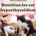 Nutrition for cat hyperthyroidism