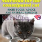 Nutrition for the constipated cat: right foods, advice and natural remedies