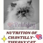 Nutrition of Chantilly-Tiffany Cat: food, quantity and frequency of meals