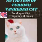 Nutrition of Turkish Vankedisi Cat: food, quantity, frequency of meals