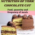 Nutrition of York Chocolate Cat: food, quantity and frequency of meals