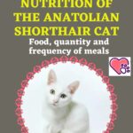 Nutrition-of-the-Anatolian-Shorthair-Cat-food-quantity-and-frequency-of-meals-1a