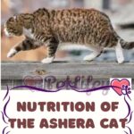 Nutrition of the Ashera Cat: food, quantity, frequency of meals