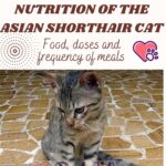 Nutrition of the Asian Shorthair Cat: food, doses and frequency of meals