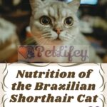 Nutrition-of-the-Brazilian-Shorthair-Cat-food-quantity-and-frequency-of-meals-1a