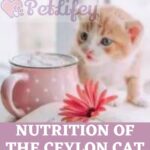 Nutrition of the Ceylon cat: food, quantity, frequency of meals