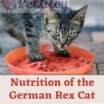 Nutrition-of-the-German-Rex-Cat-food-quantity-and-frequency-of-meals-1a