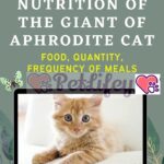 Nutrition of the Giant of Aphrodite Cat: food, quantity, frequency of meals
