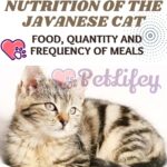 Nutrition of the Javanese Cat: food, quantity and frequency of meals