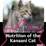 Nutrition of the Kanaani Cat: food, quantity and frequency of meals
