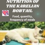 Nutrition of the Karelian Bobtail: food, quantity, frequency of meals