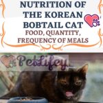 Nutrition of the Korean Bobtail Cat: food, quantity, frequency of meals