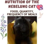 Nutrition of the Nebelung Cat: food, quantity, frequency of meals