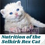 Nutrition of the Selkirk Rex Cat: food, quantity and frequency of meals
