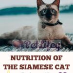 Nutrition of the Siamese Cat: food, quantity, frequency of meals