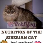Nutrition-of-the-Siberian-cat-food-quantity-and-frequency-of-meals-1a