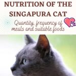 Nutrition of the Singapura Cat: quantity, frequency of meals and suitable foods