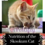 Nutrition-of-the-Skookum-Cat-food-quantity-and-frequency-of-meals-1a