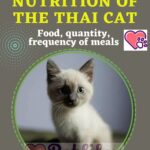 Nutrition of the Thai Cat: food, quantity, frequency of meals