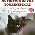 Nutrition-of-the-Tonkinese-Cat-foods-quantity-and-frequency-of-meals-1a