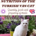 Nutrition of the Turkish Van Cat: quantity, foods and frequency of meals