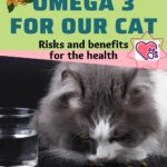Omega 3 for our Cat: risks and benefits for the health