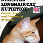 Oriental Longhair Cat Nutrition: foods, doses and frequency of meals