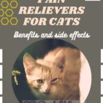 Pain relievers for cats: benefits and side effects