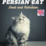 Persian Cat: Food and Nutrition