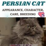 Persian-Cat-appearance-character-care-breeding-1a