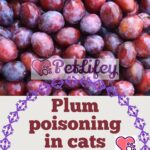 Plum poisoning in cats: symptoms and treatment
