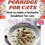 Porridge for cats: how to make a fantastic breakfast for cats