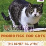 Probiotics for cats: the benefits, what they are for and when to administer them