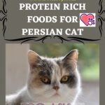Protein Rich Foods for Persian Cat
