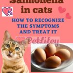 Salmonella in cats: how to recognize the symptoms and treat it