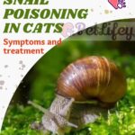 Snail-poisoning-in-cats-symptoms-and-treatment-1a