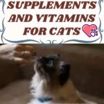 Supplements and Vitamins for Cats